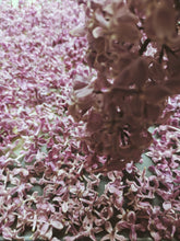 Load image into Gallery viewer, President Lincoln Lilac Enfleurage. By Cultivar. Spring 2026