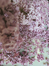 Load image into Gallery viewer, President Lincoln Lilac Enfleurage. By Cultivar. Spring 2026