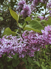 Load image into Gallery viewer, President Lincoln Lilac Enfleurage. By Cultivar. Spring 2026
