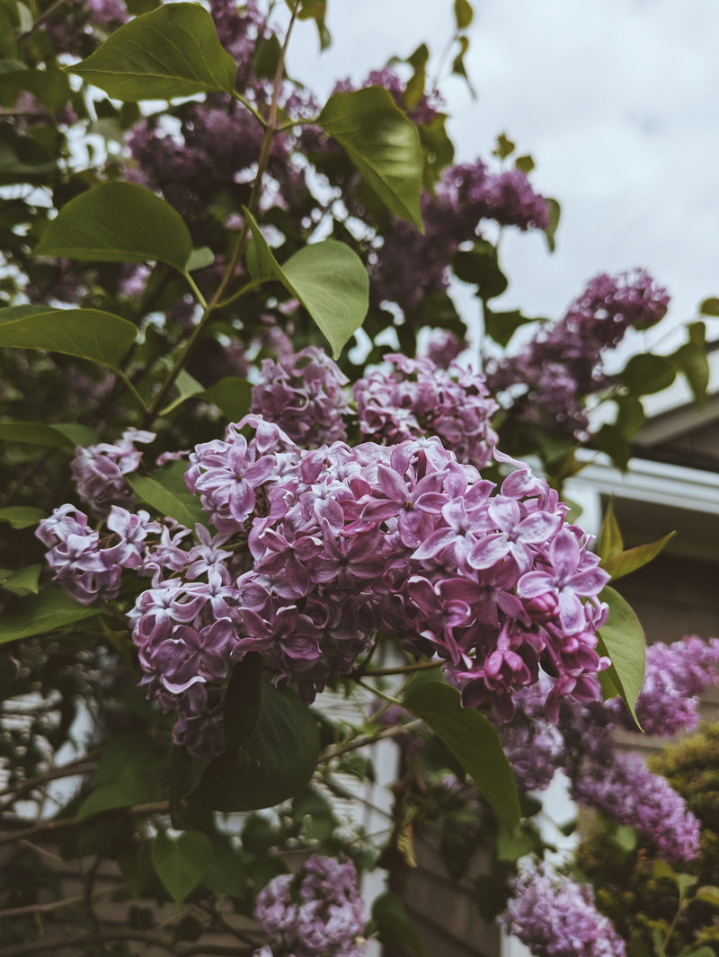 President Lincoln Lilac Enfleurage. By Cultivar. Spring 2026