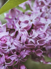 Load image into Gallery viewer, President Lincoln Lilac Enfleurage. By Cultivar. Spring 2026