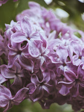 Load image into Gallery viewer, President Lincoln Lilac Enfleurage. By Cultivar. Spring 2026
