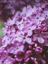 Load image into Gallery viewer, Monge Lilac Enfleurage. By Cultivar. Spring 2026