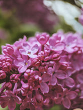 Load image into Gallery viewer, Monge Lilac Enfleurage. By Cultivar. Spring 2026