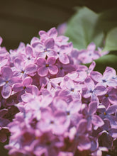 Load image into Gallery viewer, Monge Lilac Enfleurage. By Cultivar. Spring 2026