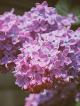 Load image into Gallery viewer, Monge Lilac Enfleurage. By Cultivar. Spring 2026