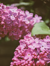 Load image into Gallery viewer, Monge Lilac Enfleurage. By Cultivar. Spring 2026