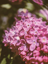 Load image into Gallery viewer, Monge Lilac Enfleurage. By Cultivar. Spring 2026