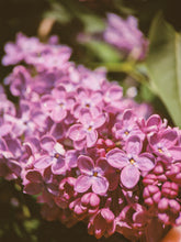 Load image into Gallery viewer, Monge Lilac Enfleurage. By Cultivar. Spring 2026