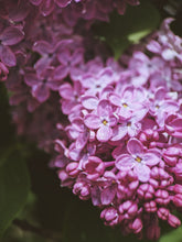 Load image into Gallery viewer, Monge Lilac Enfleurage. By Cultivar. Spring 2026
