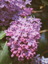 Load image into Gallery viewer, Monge Lilac Enfleurage. By Cultivar. Spring 2026