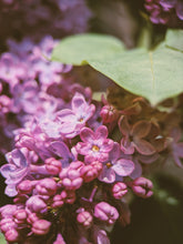 Load image into Gallery viewer, Monge Lilac Enfleurage. By Cultivar. Spring 2026