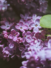 Load image into Gallery viewer, Monge Lilac Enfleurage. By Cultivar. Spring 2026