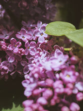 Load image into Gallery viewer, Monge Lilac Enfleurage. By Cultivar. Spring 2026