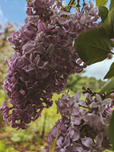 Load image into Gallery viewer, President Lincoln Lilac Enfleurage. By Cultivar. Spring 2026