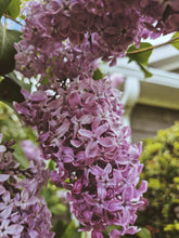 Load image into Gallery viewer, President Lincoln Lilac Enfleurage. By Cultivar. Spring 2026