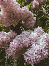 Load image into Gallery viewer, Lucie Baltet Lilac Enfleurage. By Cultivar. Spring 2026