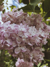 Load image into Gallery viewer, Lucie Baltet Lilac Enfleurage. By Cultivar. Spring 2026