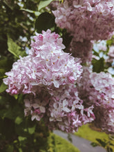 Load image into Gallery viewer, Lucie Baltet Lilac Enfleurage. By Cultivar. Spring 2026