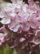 Load image into Gallery viewer, Lucie Baltet Lilac Enfleurage. By Cultivar. Spring 2026