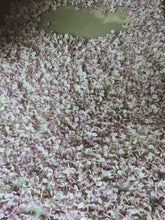 Load image into Gallery viewer, Lucie Baltet Lilac Enfleurage. By Cultivar. Spring 2026