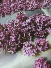 Load image into Gallery viewer, Monge Lilac Enfleurage. By Cultivar. Spring 2026