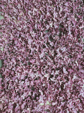 Load image into Gallery viewer, Monge Lilac Enfleurage. By Cultivar. Spring 2026