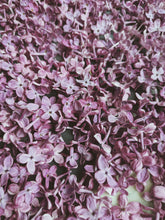 Load image into Gallery viewer, Monge Lilac Enfleurage. By Cultivar. Spring 2026