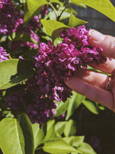 Load image into Gallery viewer, Charles Joly Lilac Enfleurage. By Cultivar. Spring 2026