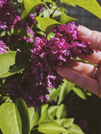 Charles Joly Lilac Enfleurage. By Cultivar. Spring 2026