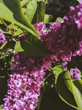 Load image into Gallery viewer, Charles Joly Lilac Enfleurage. By Cultivar. Spring 2026