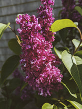 Load image into Gallery viewer, Charles Joly Lilac Enfleurage. By Cultivar. Spring 2026