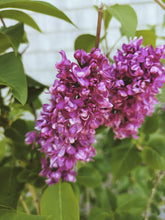 Load image into Gallery viewer, Charles Joly Lilac Enfleurage. By Cultivar. Spring 2026