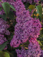 Load image into Gallery viewer, Monge Lilac Enfleurage. By Cultivar. Spring 2026