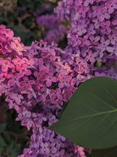 Load image into Gallery viewer, Monge Lilac Enfleurage. By Cultivar. Spring 2026