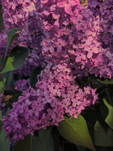 Load image into Gallery viewer, Monge Lilac Enfleurage. By Cultivar. Spring 2026
