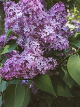 Load image into Gallery viewer, Monge Lilac Enfleurage. By Cultivar. Spring 2026