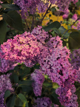 Load image into Gallery viewer, Monge Lilac Enfleurage. By Cultivar. Spring 2026