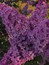 Load image into Gallery viewer, Monge Lilac Enfleurage. By Cultivar. Spring 2026
