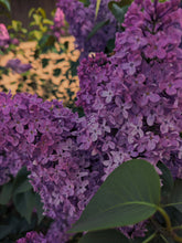 Load image into Gallery viewer, Monge Lilac Enfleurage. By Cultivar. Spring 2026
