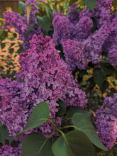 Load image into Gallery viewer, Monge Lilac Enfleurage. By Cultivar. Spring 2026