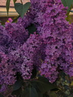 Monge Lilac Enfleurage. By Cultivar. Spring 2026
