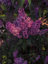 Load image into Gallery viewer, Monge Lilac Enfleurage. By Cultivar. Spring 2026