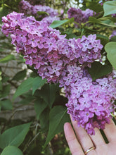 Load image into Gallery viewer, Monge Lilac Enfleurage. By Cultivar. Spring 2026