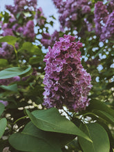 Load image into Gallery viewer, Monge Lilac Enfleurage. By Cultivar. Spring 2026