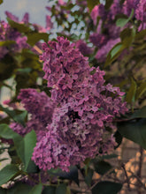 Load image into Gallery viewer, Monge Lilac Enfleurage. By Cultivar. Spring 2026
