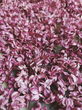 Load image into Gallery viewer, Charles Joly Lilac Enfleurage. By Cultivar. Spring 2026