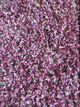 Load image into Gallery viewer, Charles Joly Lilac Enfleurage. By Cultivar. Spring 2026