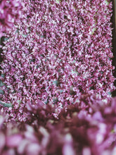 Load image into Gallery viewer, Charles Joly Lilac Enfleurage. By Cultivar. Spring 2026