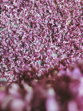 Load image into Gallery viewer, Charles Joly Lilac Enfleurage. By Cultivar. Spring 2026